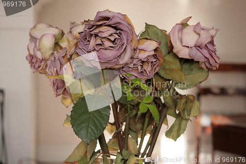 Image of Withered roses