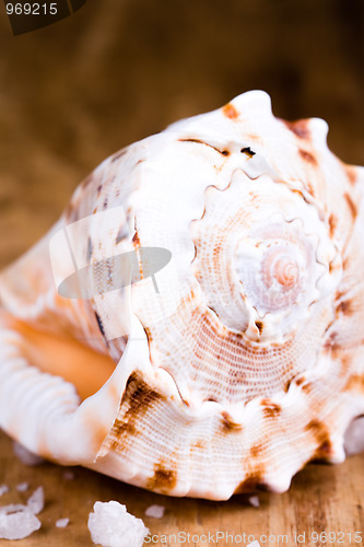 Image of seashell and salt