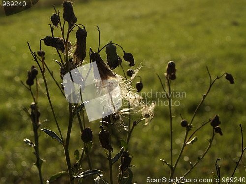 Image of detail of blossom dandelion