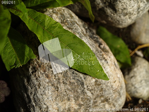 Image of leaf over stone