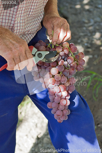 Image of Farmer pruning grapes