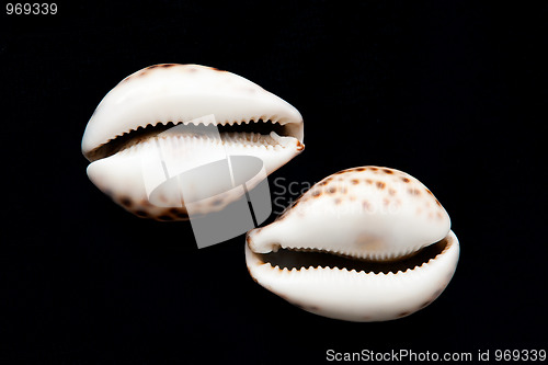 Image of Shells