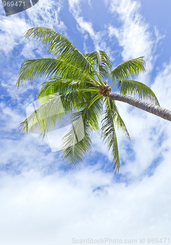 Image of palm tree