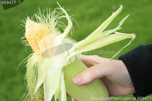 Image of Fresh corn