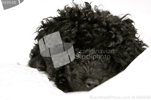 Image of Poodle in bed