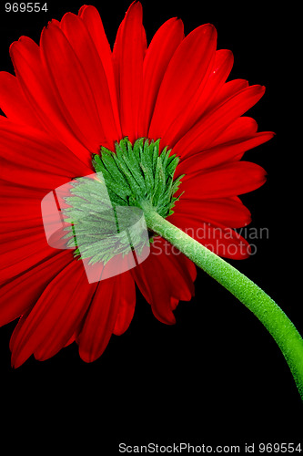 Image of red gerbera