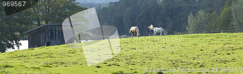 Image of two horses