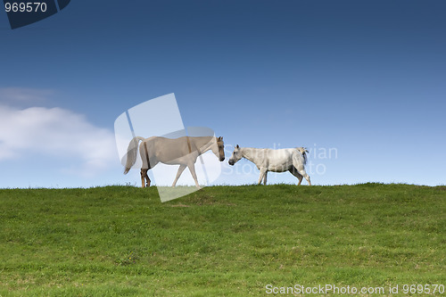 Image of two horses