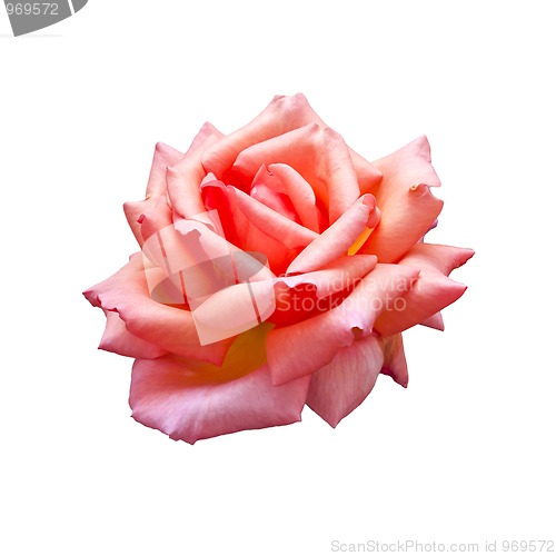 Image of rose