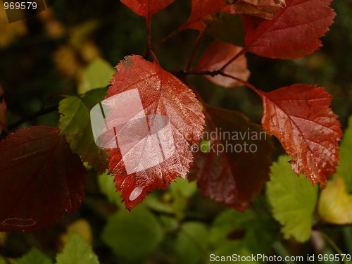 Image of Autumn colors