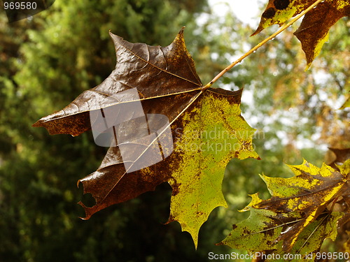 Image of Maple leaf in Autumn