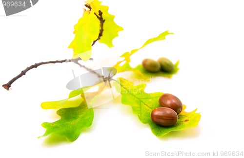 Image of Acorns with leaves 