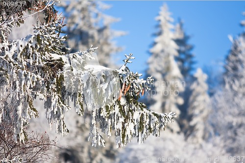 Image of Pine cones on the branch covered with fluffy snow