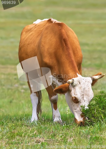 Image of Cattle