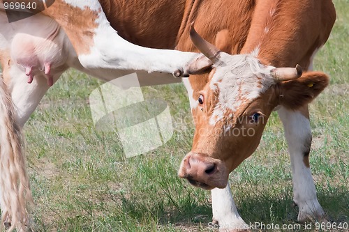 Image of Cow scratching ear