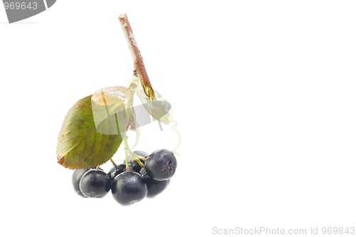 Image of Black Chokeberry Aronia melanocarpa closeup 