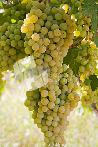 Image of Bunches of Grapes Hanging on a Vine
