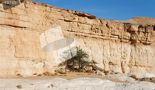 Image of Acacia tree in the desert canyon 