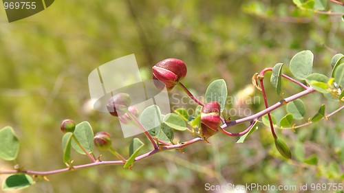 Image of Caper (Capparis spinosa) buds on the branch