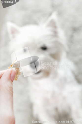 Image of West highland white terrier