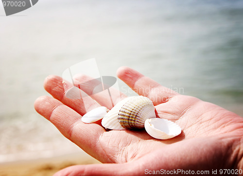 Image of Scallop