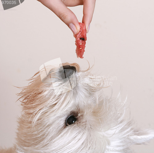 Image of Westie