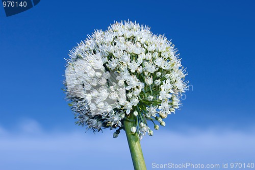 Image of Inflorescence of onion