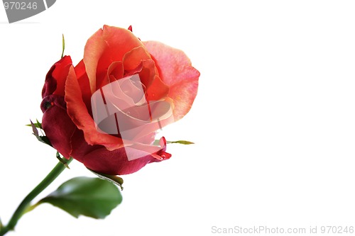 Image of Rose