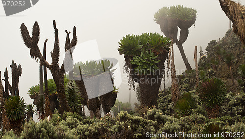 Image of Giant Groundsels