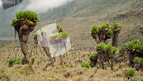 Image of Giant Groundsels