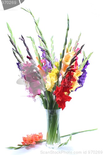 Image of gladiolas