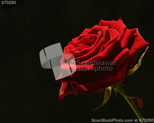 Image of rose