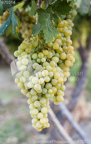 Image of Bunch of Grapes Hanging on a Vine