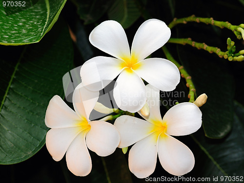 Image of Frangipani