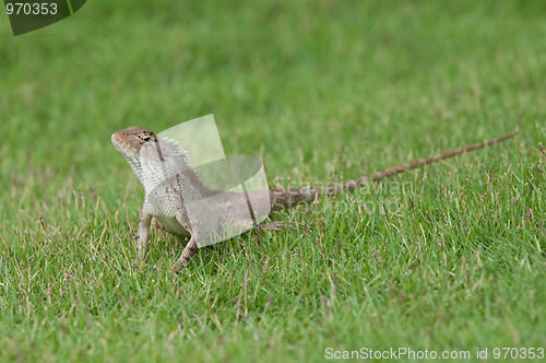 Image of Garden Lizard