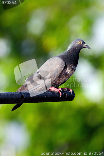 Image of Pigeon