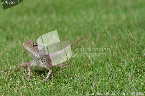 Image of Garden Lizard