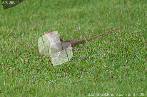 Image of Garden Lizard