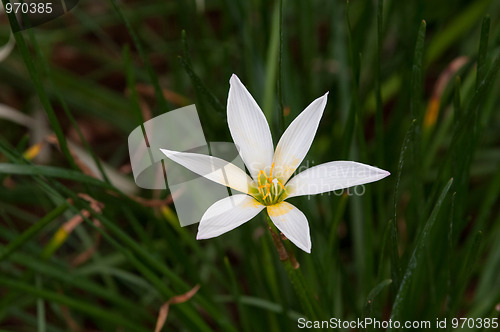 Image of Rain Lily