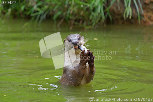 Image of Otter