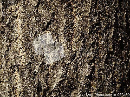 Image of bark