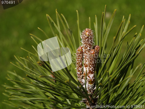 Image of pine tree tip