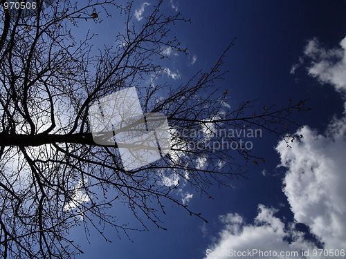 Image of tree toward blue sky