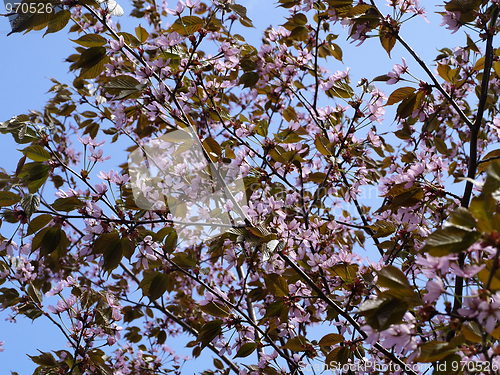 Image of cherry tree