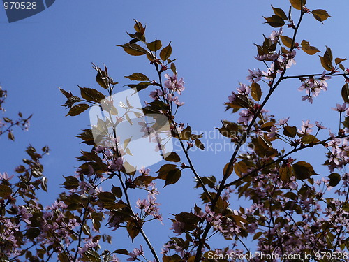 Image of cherry tree