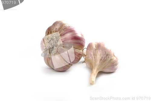 Image of fresh garlic