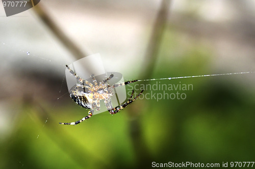 Image of Spider