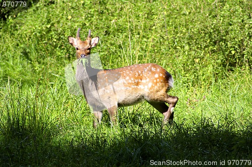 Image of a Deer