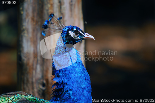 Image of Indian Peafowl