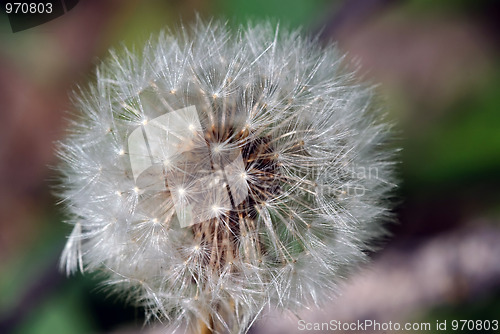 Image of Dandelion